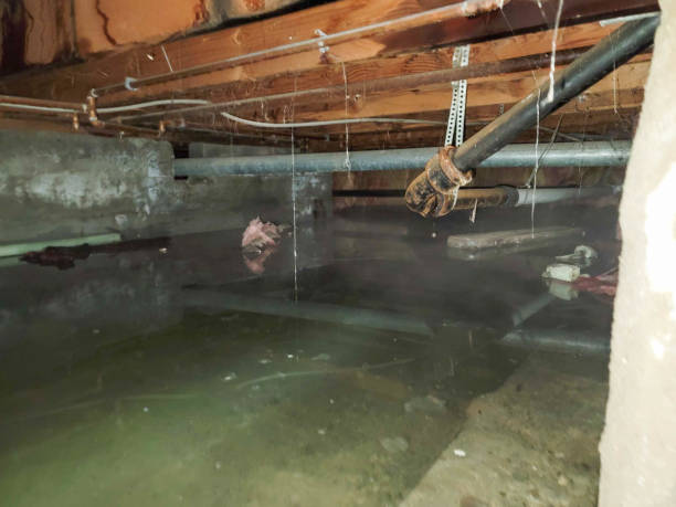 Best Water damage repair service  in Snowmass Village, CO